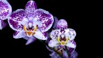 orchid, purple, violet, bicolor